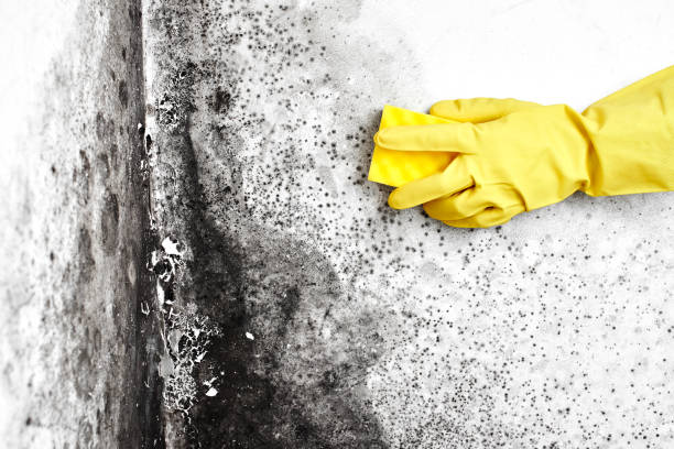 Best Post-Flood Mold Remediation in Country Club Estates, GA